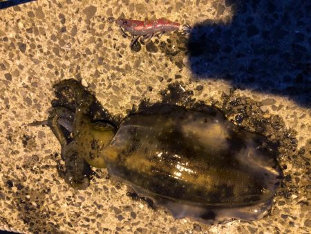 やっぱりエギング