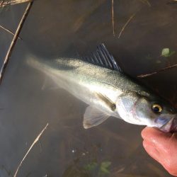 犀川水系デイゲーム