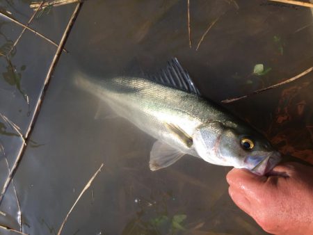 犀川水系デイゲーム
