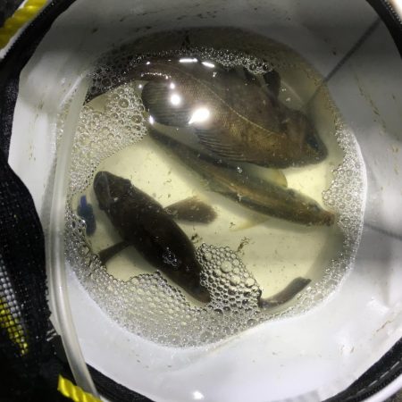 りんくう〜泉大津 メバリング