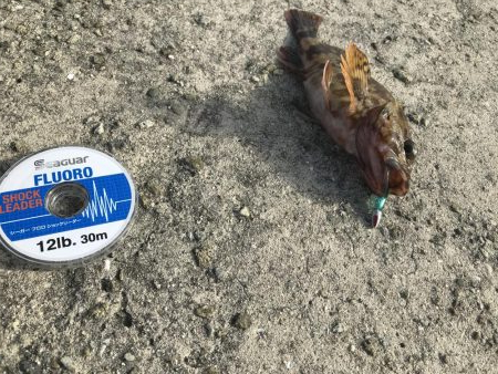 ショックリーダーだけで