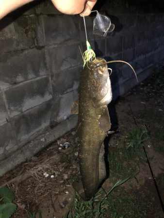 石川県木場潟ナマズ釣行