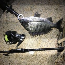 劇浅 淀川チニング