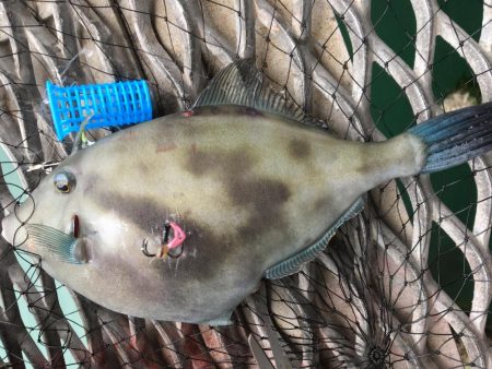 ウマズラハギ多数