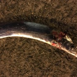 プロの道はぎびしいです