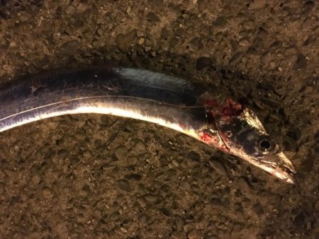 プロの道はぎびしいです