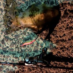 春イカエギング