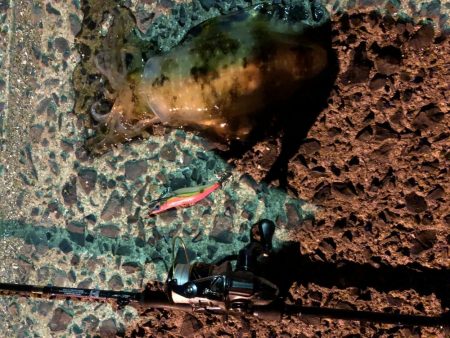 春イカエギング