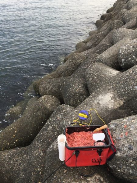 テトラでウキ釣り