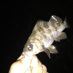 どシャローゲーム