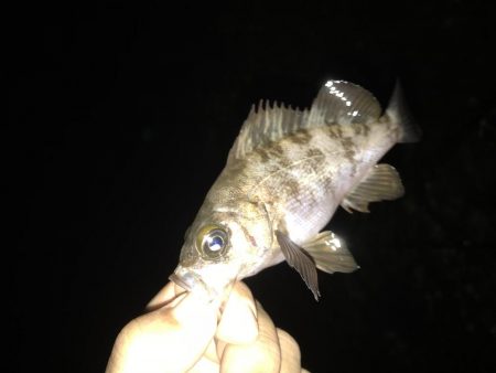 どシャローゲーム