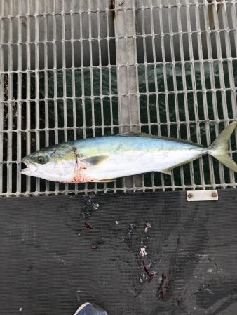 デカヒラメを求めて