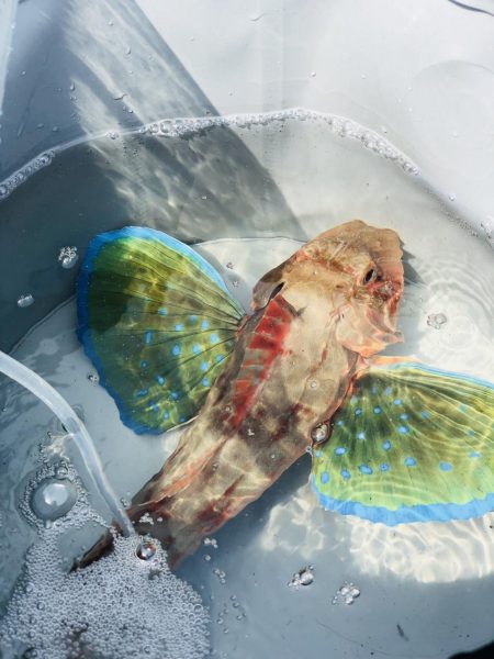 フラットフィッシュ狙いが！？