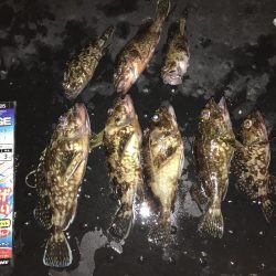 ガシラいっぱい