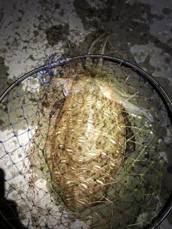 春アオリイカ狙いの釣行！