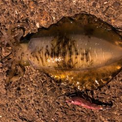 春イカエギング