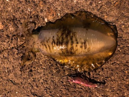 春イカエギング