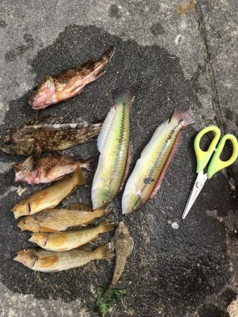 ベラでてきたー