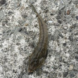 ファミリーフィッシング