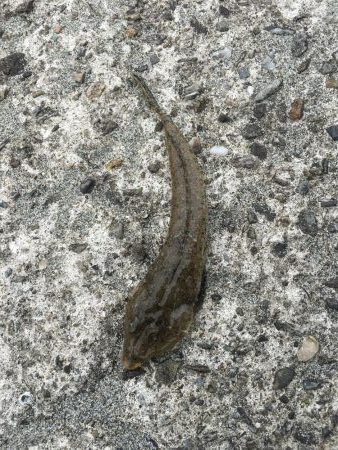 ファミリーフィッシング