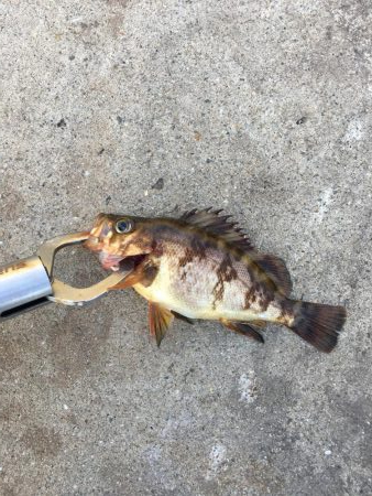 あみ姫の残り消化