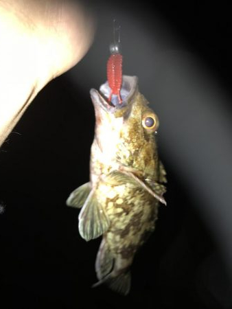 いつものナイトゲーム