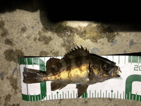 秋田火力メバリング、20cmの壁が厚く高い…