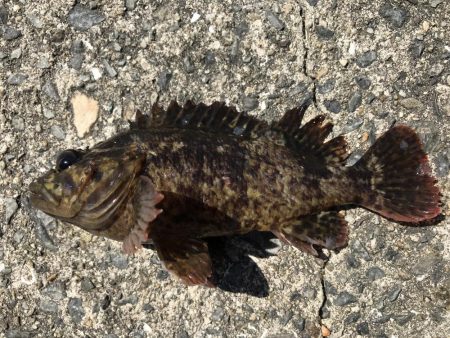 今日は、小物ばかり。