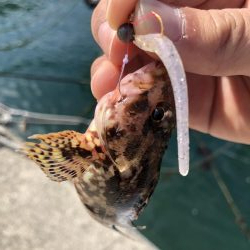 癒しのライトゲーム!