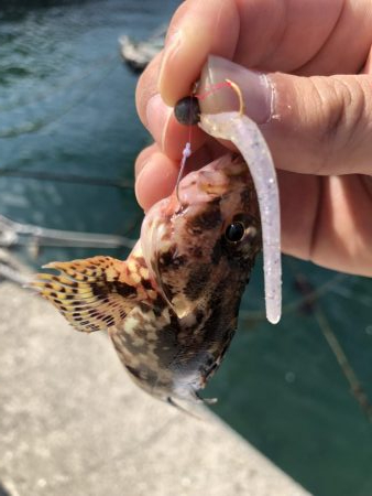 癒しのライトゲーム!