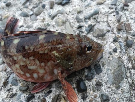 乗るか？俺の船に