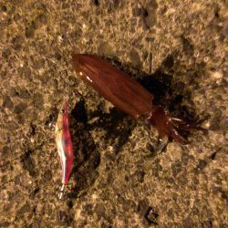 春イカエギング