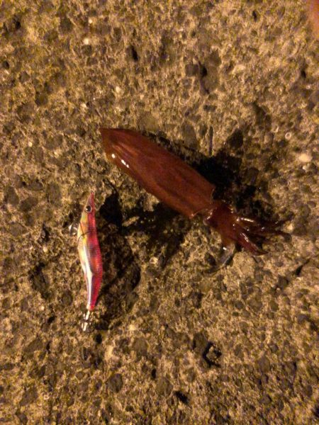 春イカエギング