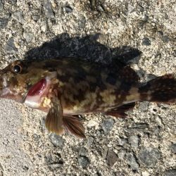 困った時のガッシー！