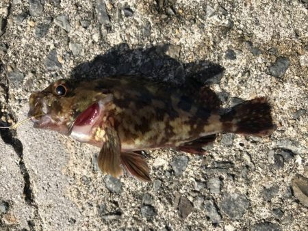 困った時のガッシー！