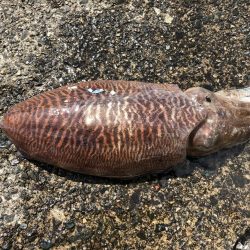 アオリイカ調査