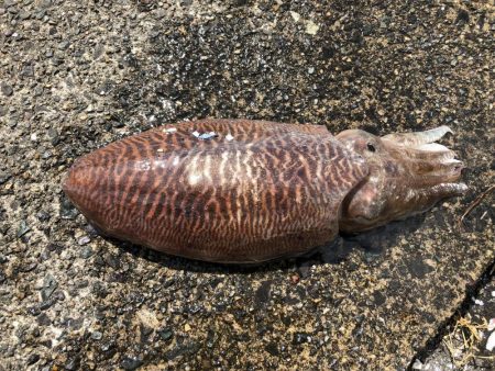 アオリイカ調査