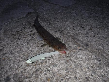 エソしか釣れず。