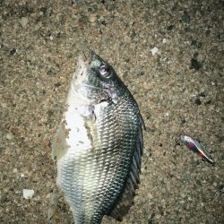 バチがいなくなった(T-T)