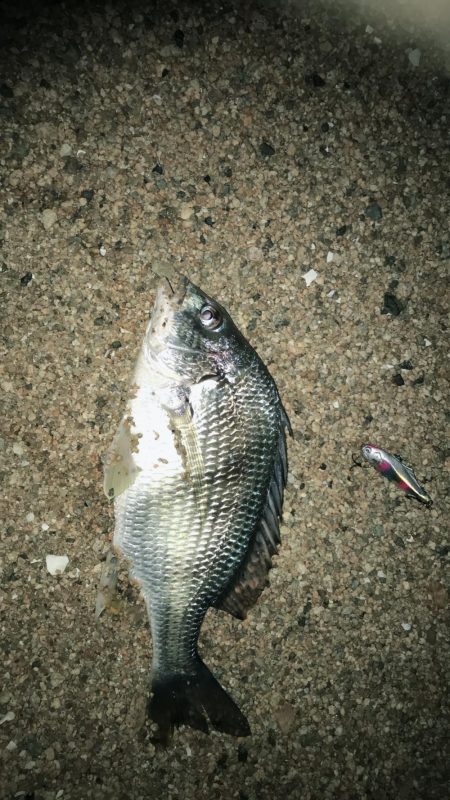 バチがいなくなった(T-T)