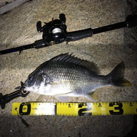 テキサスリグvsジグ単 チニング