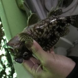 爆風でも釣れました!