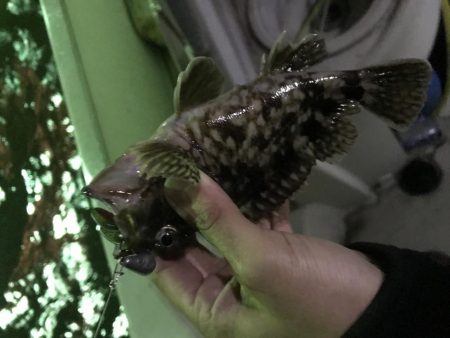 爆風でも釣れました!