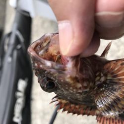 GW最終日はガシラ！