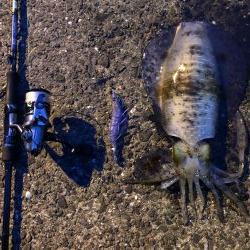 春イカエギング