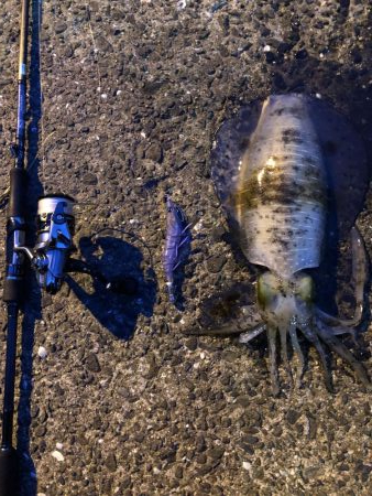 春イカエギング