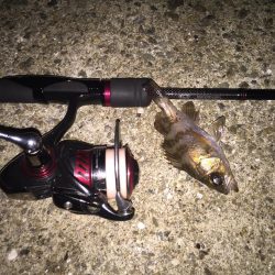 メバリングちびっ子編