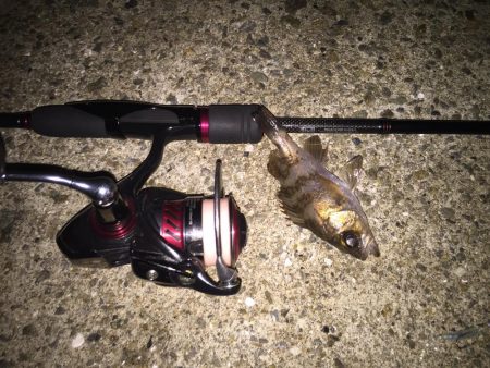 メバリングちびっ子編