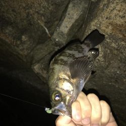 好調メバリング♪