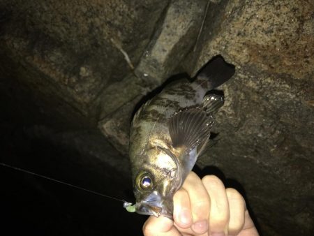 好調メバリング♪